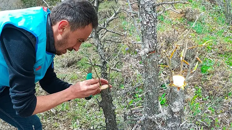Yabani ağaçları meyve vermesi için gönüllü olarak aşılıyor