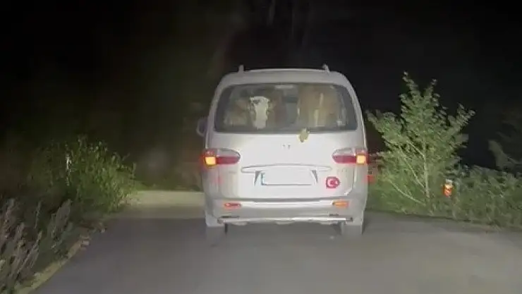 Yangında mahsur kalan hayvanları tahliye ettiler