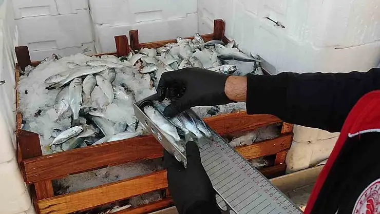Yasal boy sınırlarının altında avlanılan lüfer ve istavritlere el konuldu
