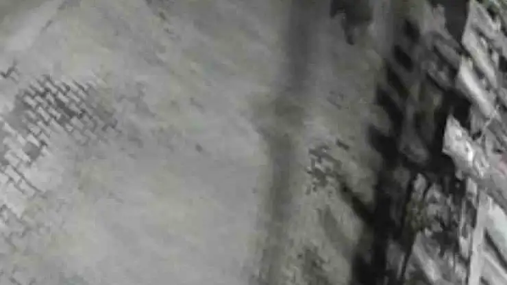 Yerleşim alanına inen ayılar köy sakininden korkup kaçtı