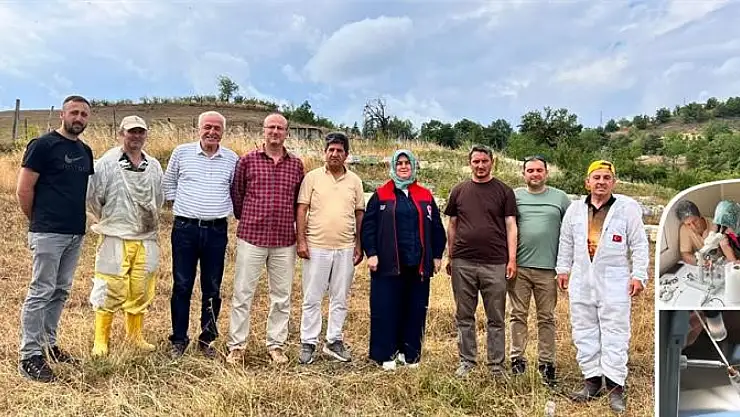 Yığılca arısı için suni tohumlama