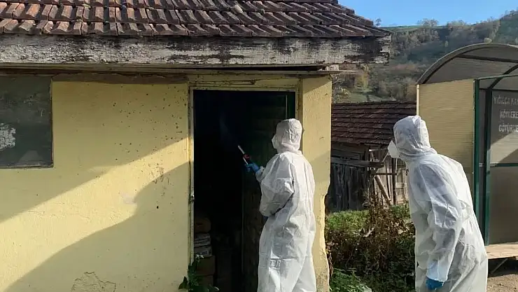 Yığılca'da kahverengi kokarca ile kışlak mücadelesi devam ediyor