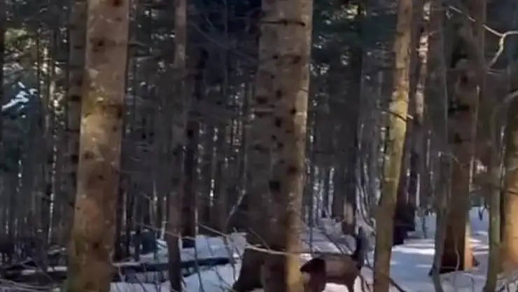 Yırtıcı hayvan saldırısı sonucu yaralandı