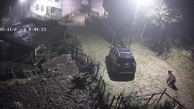 Yiyecek aramak için mahalleye inen ayı güvenlik kameralarına takıldı