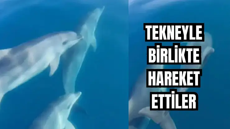 Yunuslardan görsel şölen