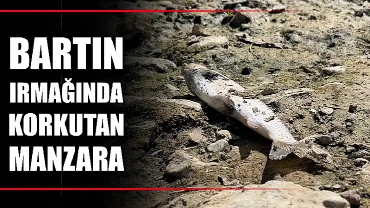 Yüzlerce balık kıyıya vurdu