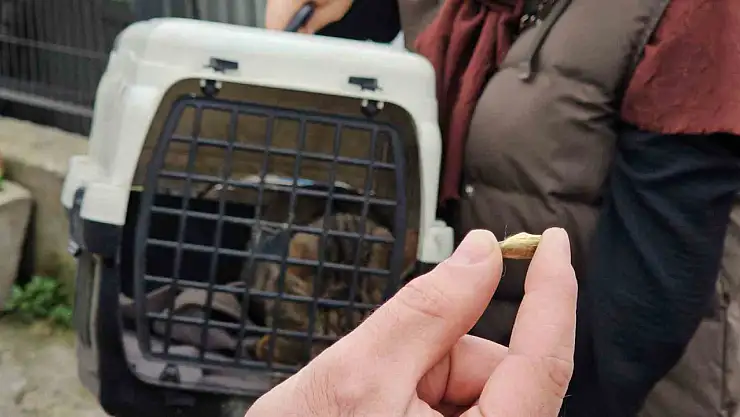 Zonguldak'ta 'öldü' sanılan kedi, bacağında mermiyle geri döndü