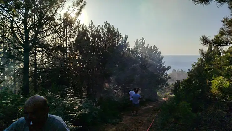 Zonguldak'ta çıkan yangında 7 dönümlük karaçam ormanı zarar gördü