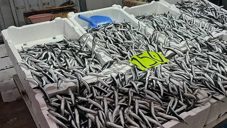 Zonguldak'ta hava şartları hamsi fiyatını yükseltti