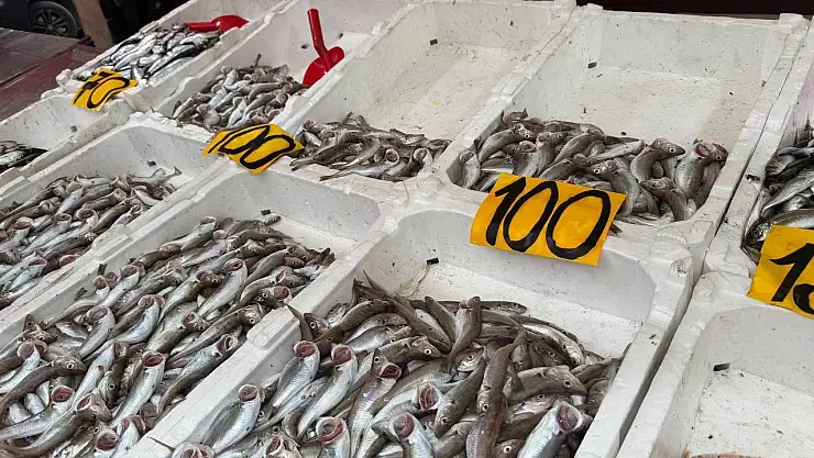Zonguldak'ta mezgitin kilosu 100 liraya geriledi