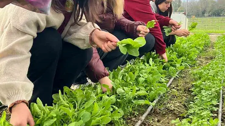 Zonguldak'ta Tarım Lisesi öğrencileri, uygulamalı eğitimde hasat yaptı