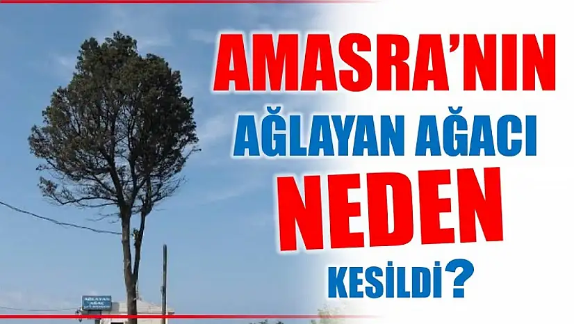 Ağlayan Ağaç neden kesildi işte yanıtı