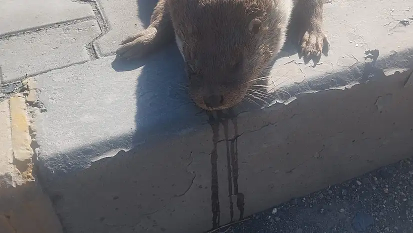 Aracın çarptığı su samuru telef oldu