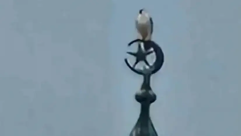 Bartın'da gökdoğan heyecanı