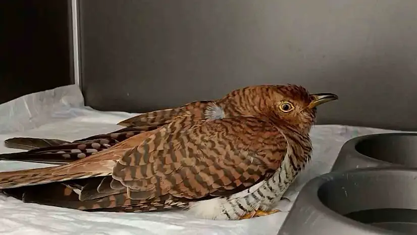 Bolu'da 132 yaban hayvanı tedavi edilerek doğaya salındı