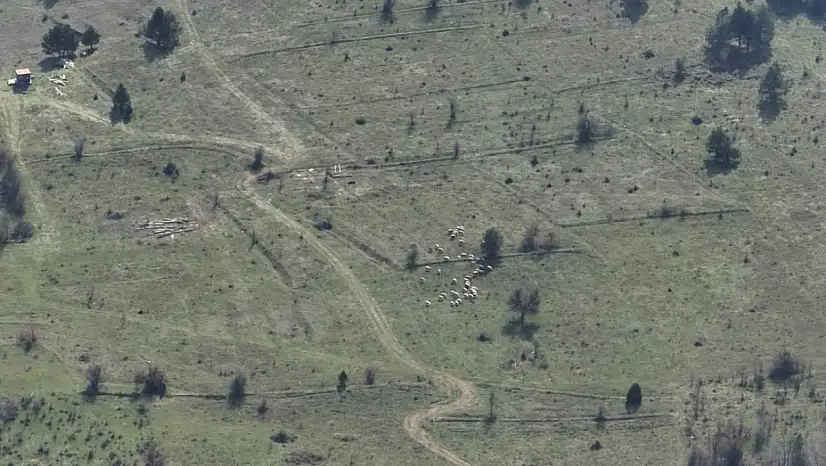 Bolu'da kayıp hayvanlar dronla bulundu