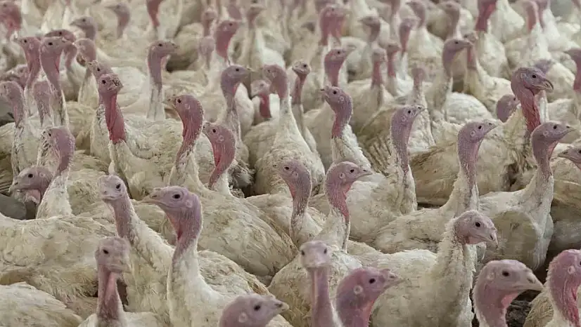 Bolu'da üreticilere