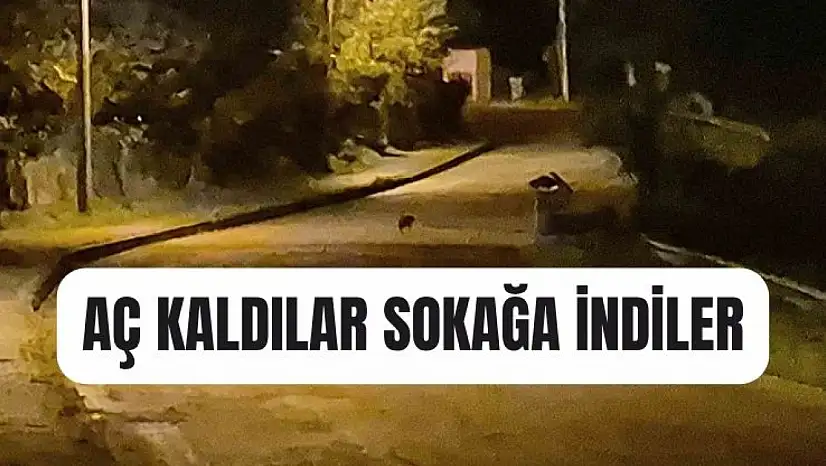 Çakal yavruları kentmerkezinde