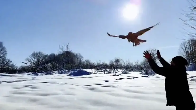 Düzce'de 211 yaban hayvanı doğaya salındı