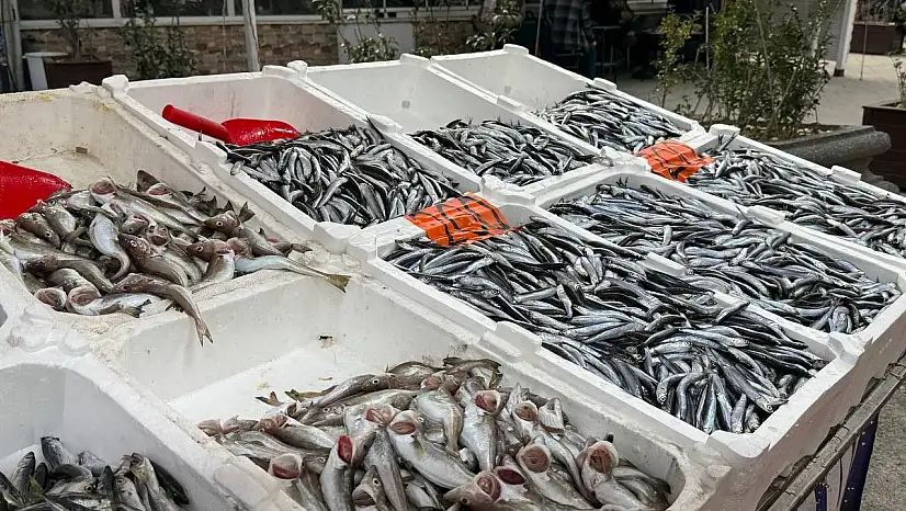 Hamsi yeniden tezgahlarda, 200 liradan alıcı buluyor