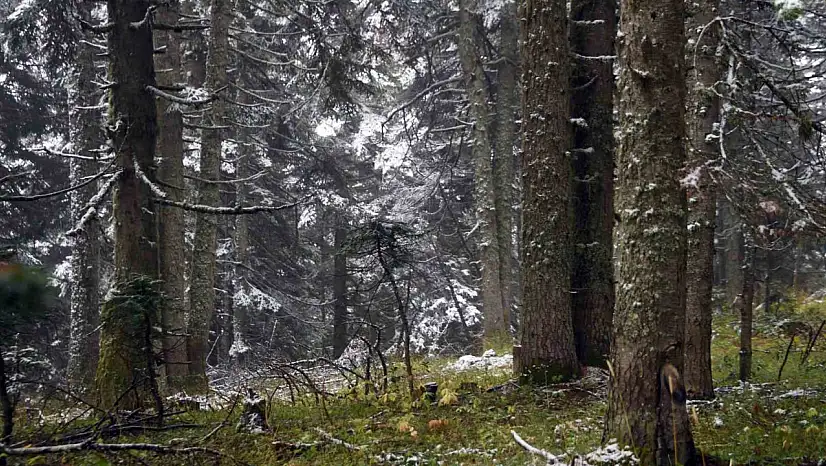 Ilgaz Dağı'nda kar yağışı etkili oldu: Ortaya mest eden görüntüler çıktı