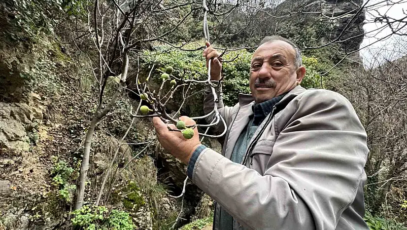 Aralık ayında yeniden meyve verdi