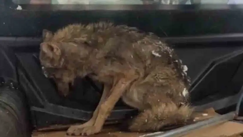 Kar nedeniyle aç kalan kurt, köpek barınağına sığındı