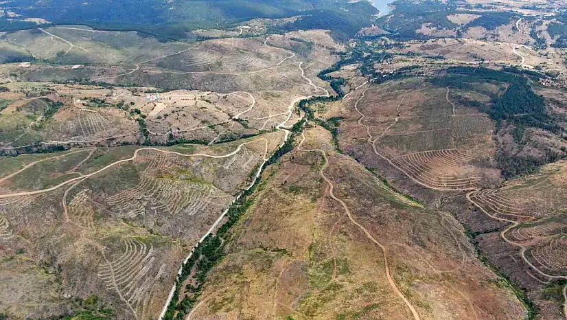 Kastamonu'da küle dönen bin 256 hektarlık orman yeniden ağaçlandırılıyor