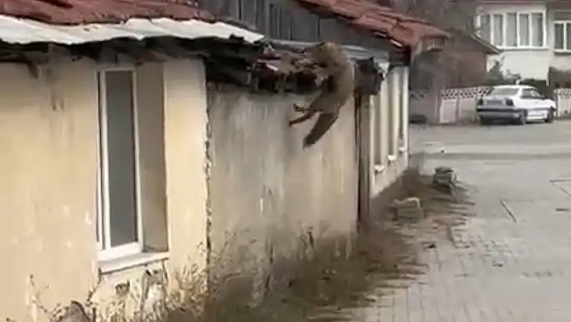 Köpek seslerini duyan tilkinin yaşadığı panik kamerada