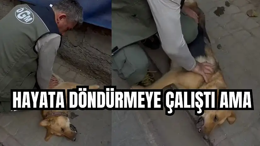 'Öksüz' kurtarılamadı