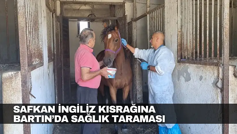 Safkan İngiliz Kısrağına Bartın'da Sağlık Taraması