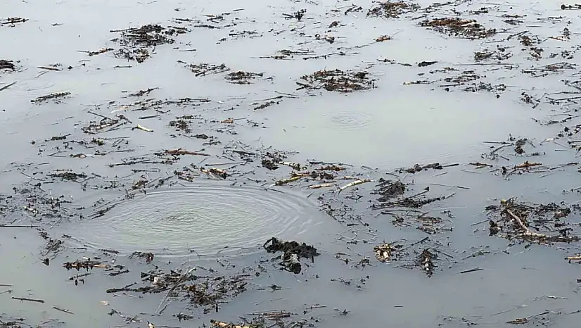 Sapanca Gölü'nden sonra bir korkutan görüntü de Efteni Gölü'nde oluştu