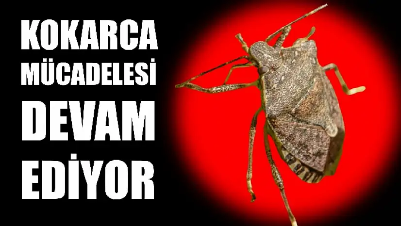 Savaşçı böcekler doğaya salınacak