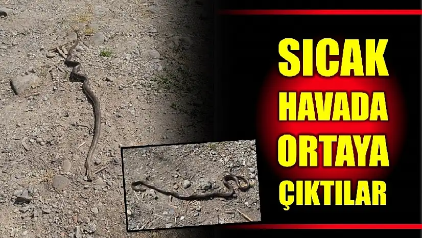 Sıcaklıklarla birlikte yılan sayısında artış