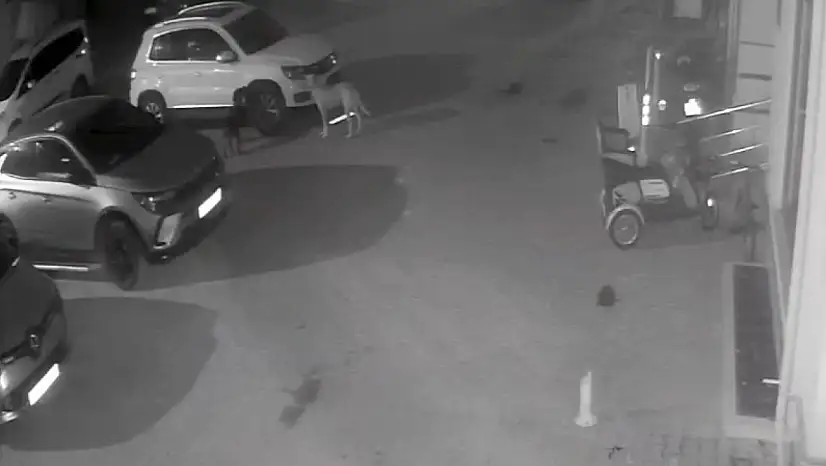 Sokak köpekleri park halindeki aracı parçaladı: O anlar kamerada