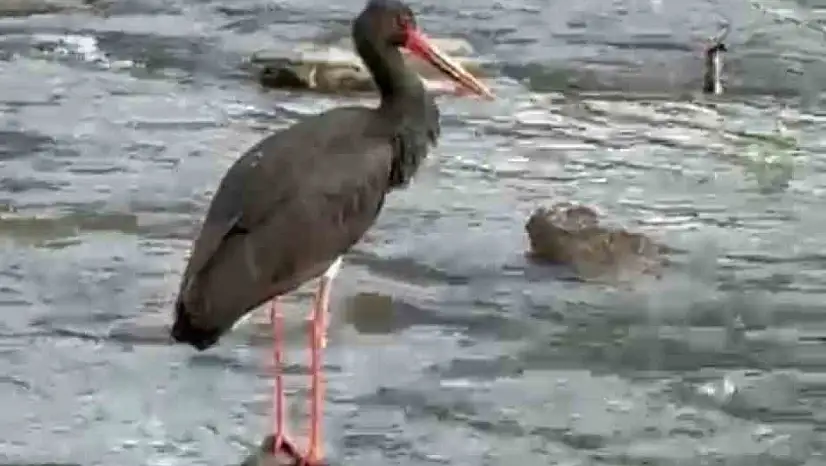 Türkiye'de nadir görülen kara leylek Karabük'te görüldü