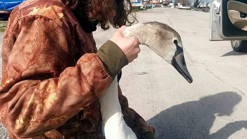 Vatandaşların bulduğu yaralı kuğu tedavi altına alındı