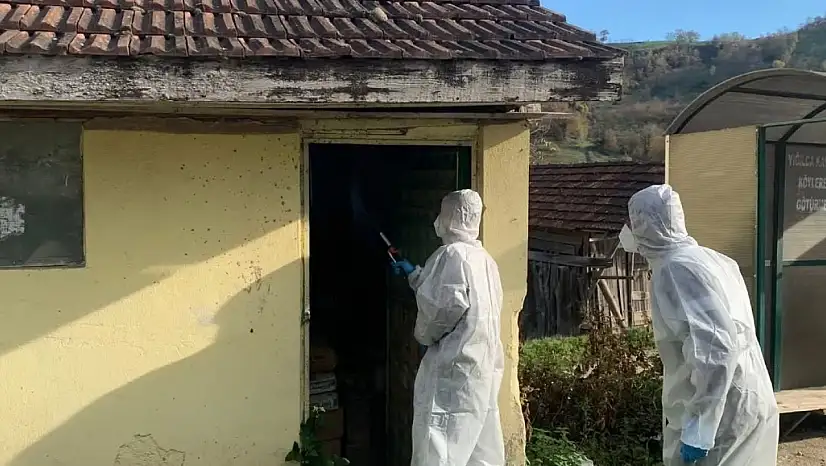 Yığılca'da kahverengi kokarca ile kışlak mücadelesi devam ediyor