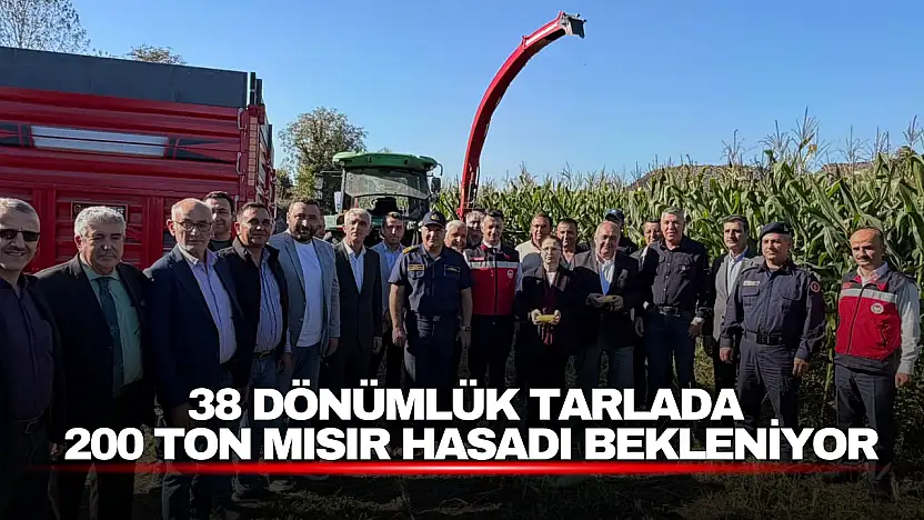 38 Dönümlük Tarlada 200 Ton Mısır Hasadı Bekleniyor