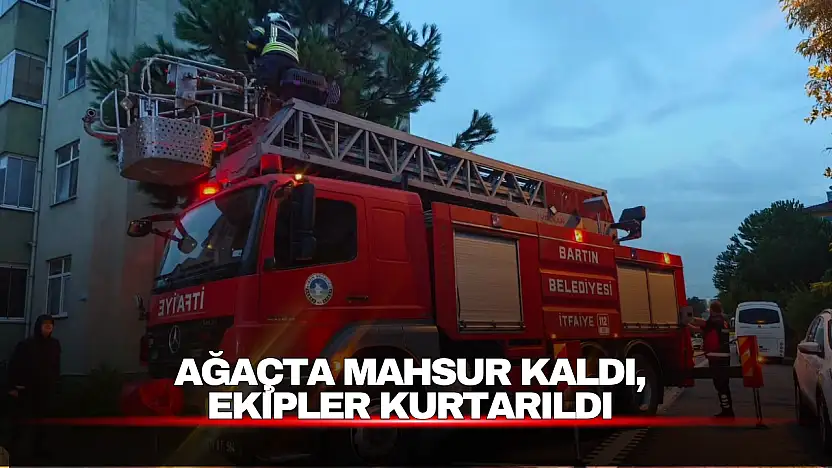 Ağaçta Mahsur Kaldı, Ekipler Kurtardı
