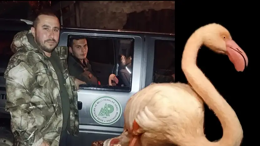 Bartın'da flamingo sürprizi