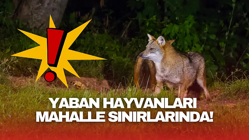 Bartın'da Yaban Hayvanları Mahalle Sınırında