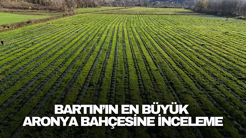 Bartın'ın En Büyük Aronya Bahçesine İnceleme