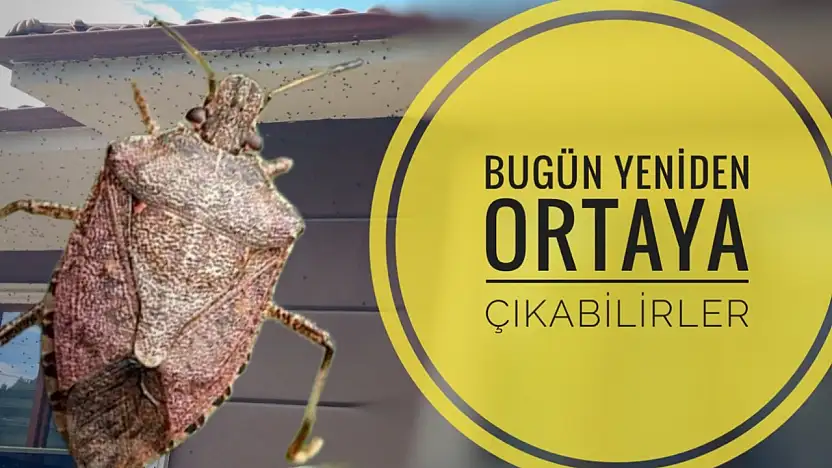 Kokarca kabusu yeniden yaşanabilir