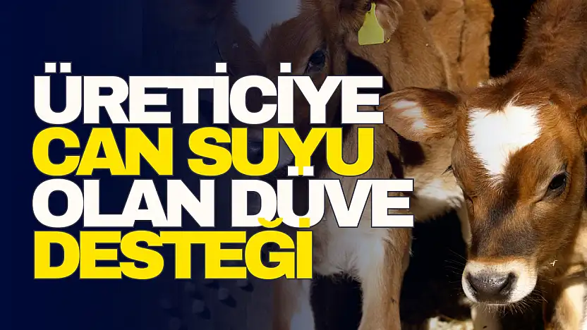 Üreticiye Can Suyu Olan Düve Desteği
