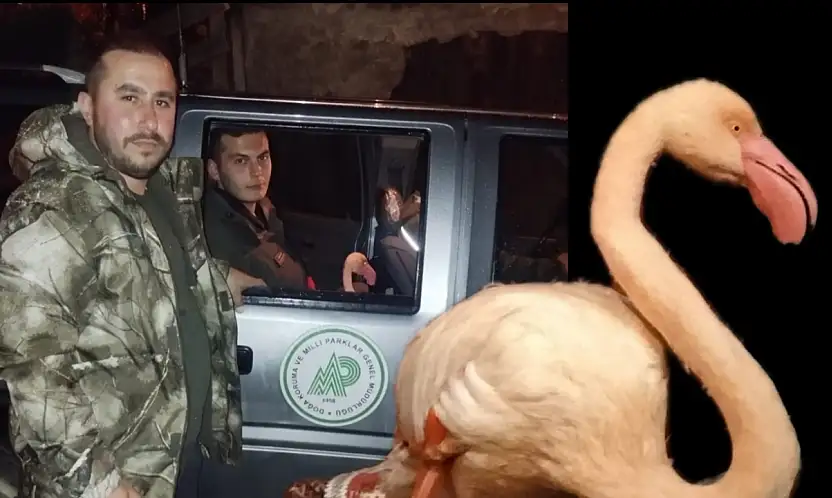 Bartın'da flamingo sürprizi