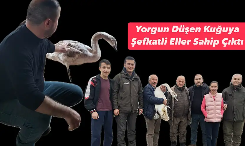 Bartın'da kuğu sürprizi