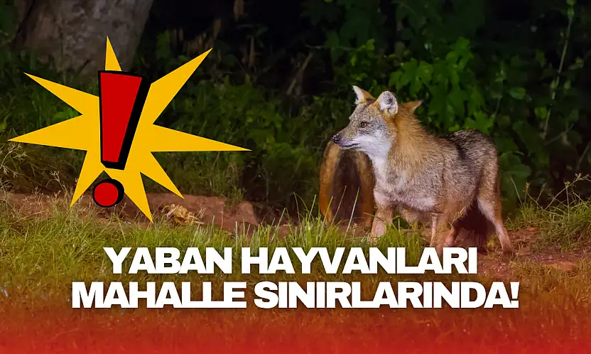Bartın'da Yaban Hayvanları Mahalle Sınırında