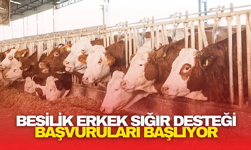 Besilik Erkek Sığır Desteği Başvuruları Başlıyor