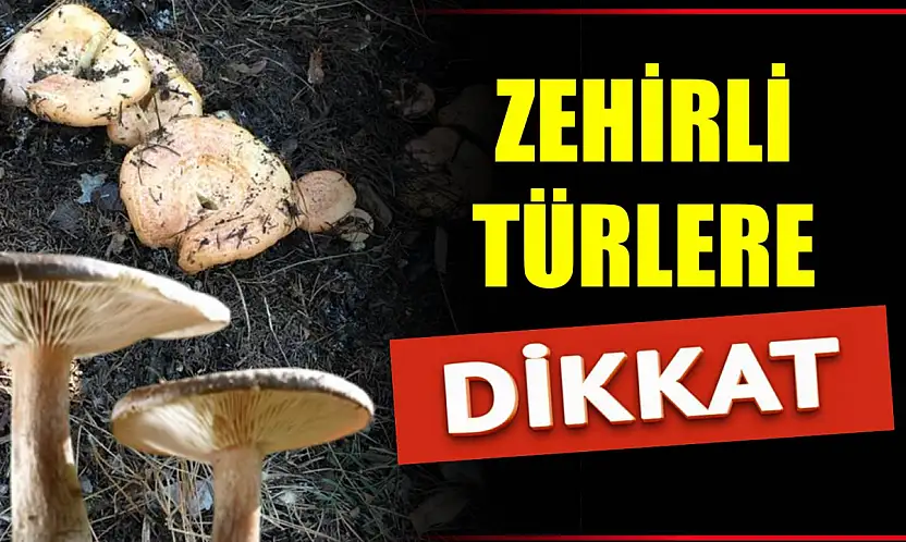 Mantar hayatınızı karartmasın